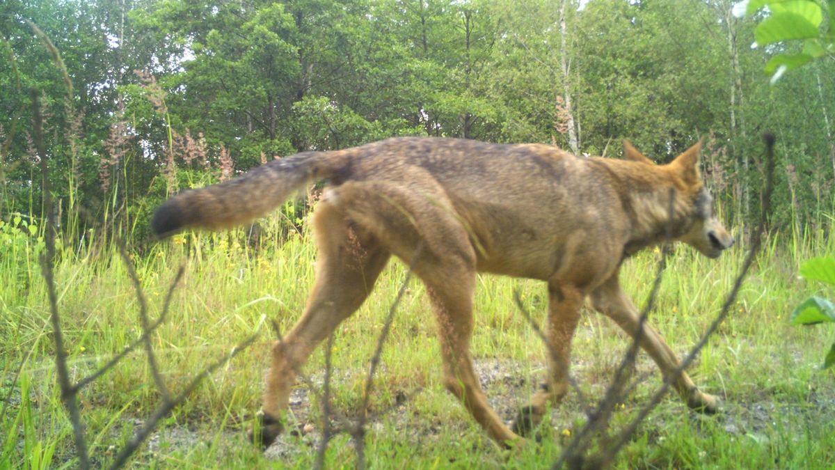 Fotopasti potvrdily usazení vlků na Liberecku